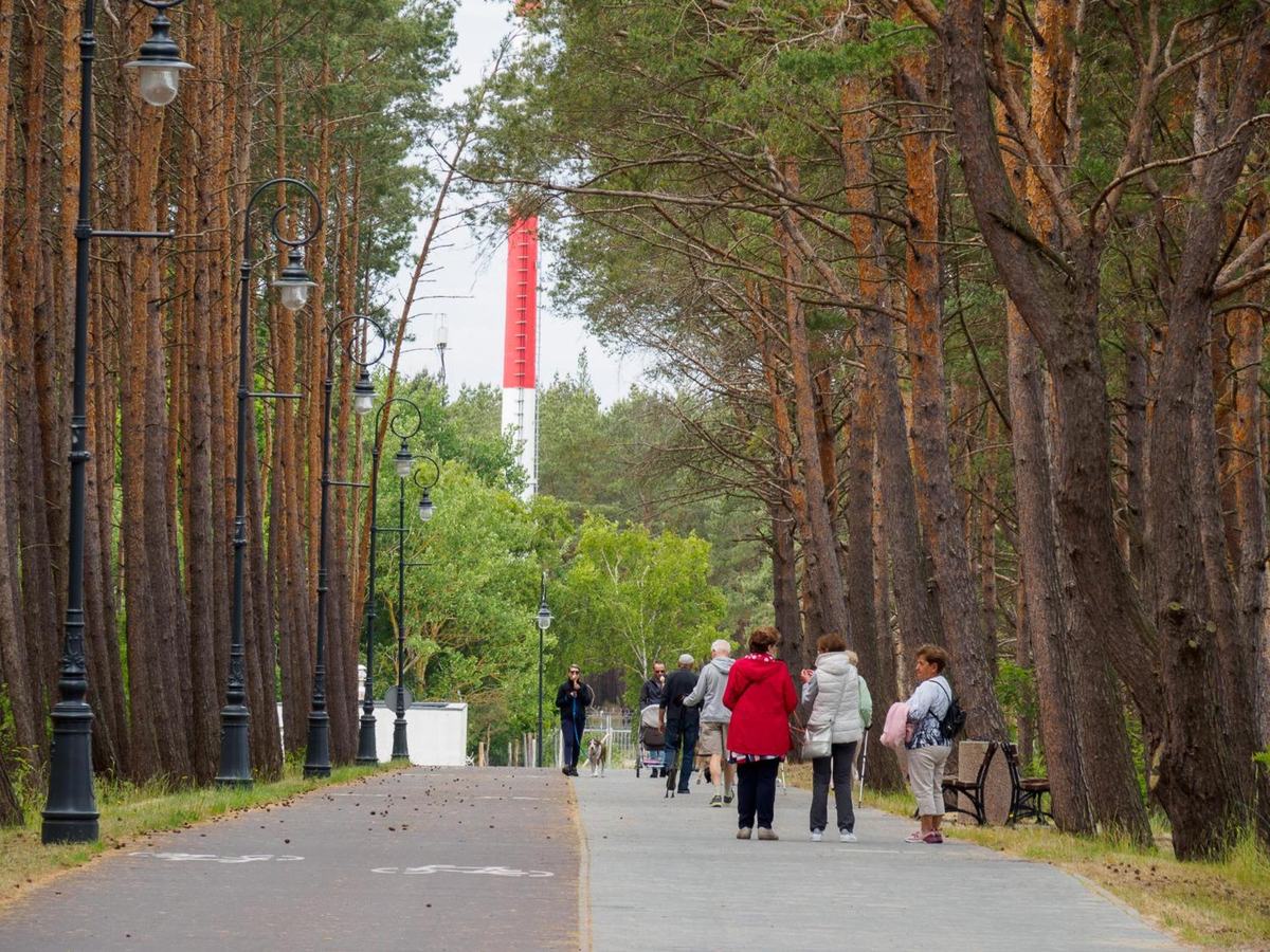 Promenada wśród sosen w Krynicy Morskiej